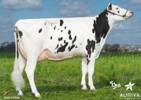 ISMORE - Prim'Holstein
